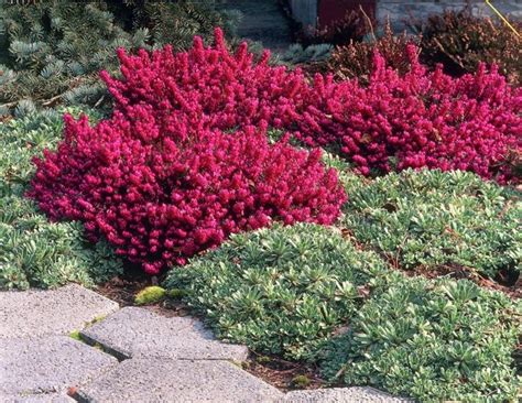 I fiori di amamelide sono molto particolari, in quanto hanno petali lineari, posizionati in maniera sparsa, a dare l'impressione di un fiore arruffato, di colore giallo, rosato o rosso porpora, molto profumato. Giardino mediterraneo - Crea giardino - Giardino in stile mediterraneo