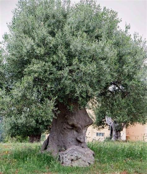 The Thinking Tree An Ancient Olive Tree In Puglia Italy Over 1500