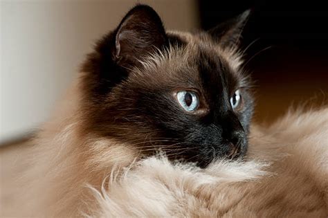Long Haired Siamese Cats Stock Photos Pictures And Royalty Free Images