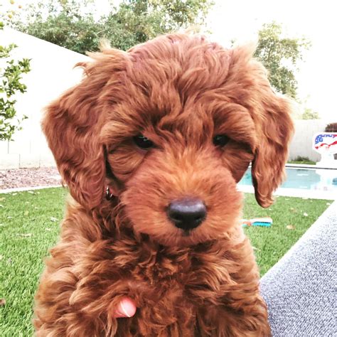 Red Petite Goldendoodle