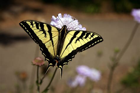 Fileswallowtail Butterfly 2 Wikipedia