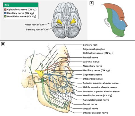 Distribution Of The Trigeminal Nervecranial Nerve V