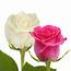 Hot Pink & White Roses  Premium Wholesale Flowers Free Shipping