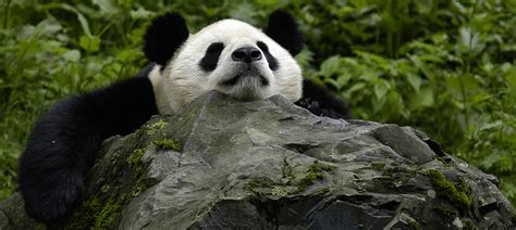 Chinas Panda Population On The Rise As Habitat