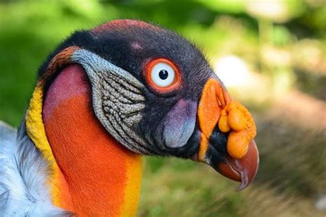 10 Unusual And Unique Birds In The World