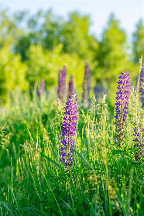 Flower Field At Sunset Spring Purple And Pink Lupine Flowers In Green