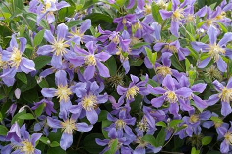 My clematis are having a good year after finally getting them a decent trellis last year. Clematis 'Juuli'