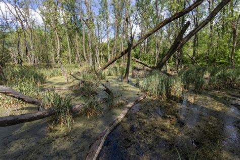 Swampy Marsh In The Forest Near The Village Ocsa Hungary Stock Image