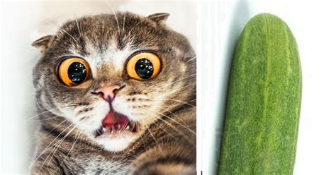Rejoice We Finally Know Why Cats Are So Afraid Of Cucumbers Playbuzz