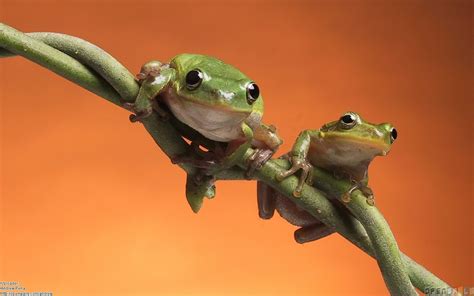 74 Cute Frog Backgrounds On Wallpapersafari