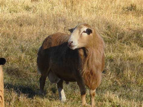 Baa Ram Ewe Sheep Advantages Of Hair Sheep