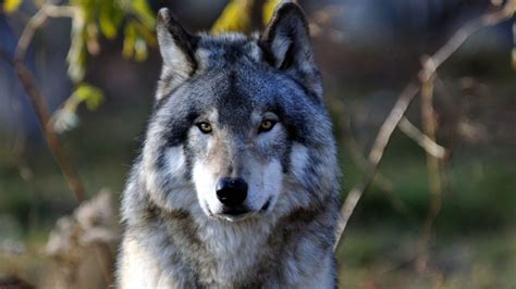 A Beautiful Grey Wolf Looking Right Into Your Eyes Grey Wolf Wolf
