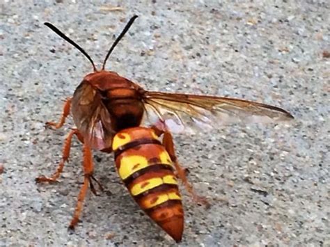 Pacific Cicada Killer Sphecius Convallis Bugguidenet
