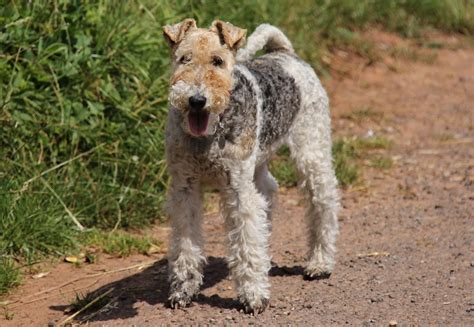 Fox Terrier - Full Profile, History, and Care