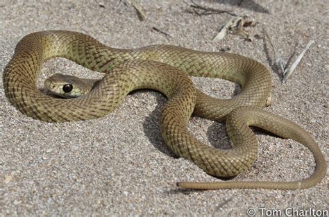 The dugite is coloured grey, green, or brown. Dugite, Tiger Snake and Blue-Tongued Skink - Perth, WA - Field Herp Forum