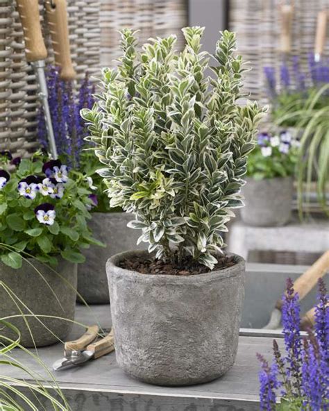 New Plant Euonymus Japonicus ‘white Spire News Cowells Garden