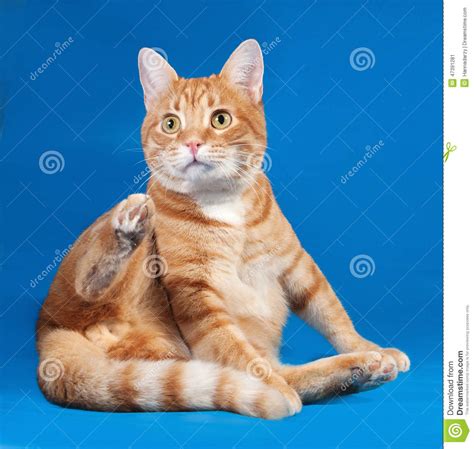 976 Ginger Tabby Cat Sitting Blue Stock Photos Free And Royalty Free