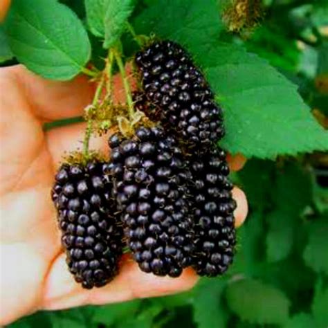 However, some of the most. WHOLESALE PACK of 100 Blackberry Bush Seeds! HUGE FRUIT ...