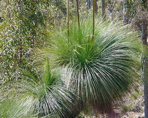 Xanthorrhoea Australis Gardensonline