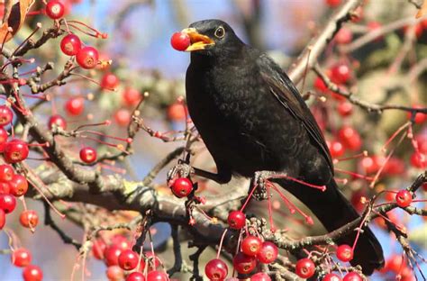 7 Things Blackbirds Like To Eat Diet And Facts