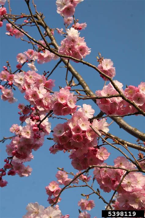 Prunus Serrulata Japanese Flowering Cherry Go Botany