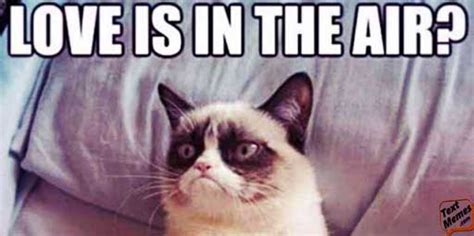 Grumpy Cat Memes Clean For Kids Grumpy Cat