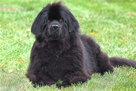 7 Giant Dog Breeds That Are Seriously Impressive To Look At