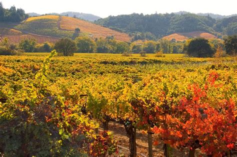 Dry Creek Vineyard California Winery Advisor