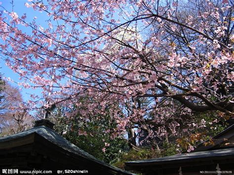 日本電視劇 / 日本电视剧 ― rìběn diànshìjù ― japanese tv drama. 日本樱花摄影图__花草_生物世界_摄影图库_昵图网nipic.com