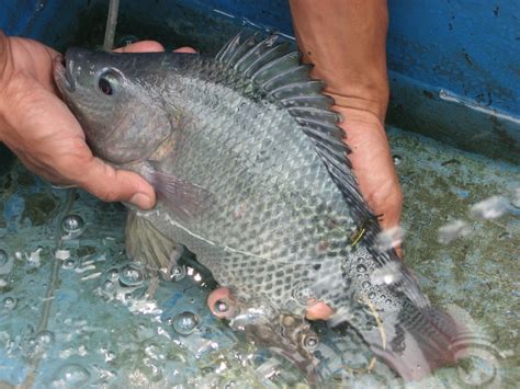 Taco dengan isian ikan merupakan jenis taco yang paing populer karena kedatanggannya sebelum bangsa eropa di meksiko.taco isi ikan bermula dari masyarakat sekitar danau. Foto Ikan Nila Air Tawar | GambarBinatang.Com
