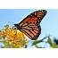 New Jersey’s Key Role In The Monarch Migration « Conserve Wildlife 