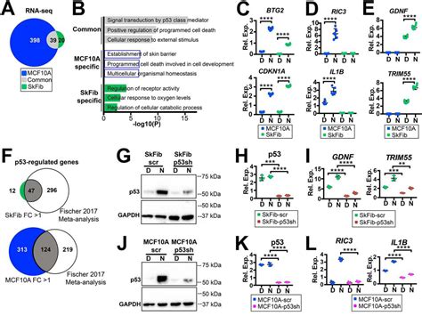 Control Of P53 Dependent Transcription And Enhancer Activity By The P53