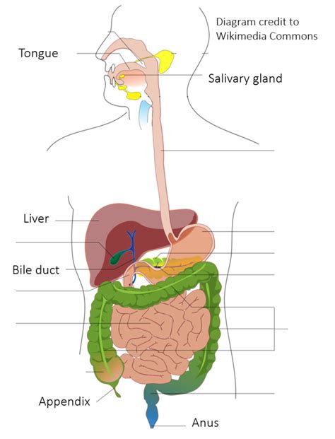 Digestive System Diagram Quizlet