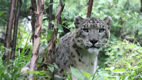 Download Wallpaper 1366x768 Snow Leopard Predator Big