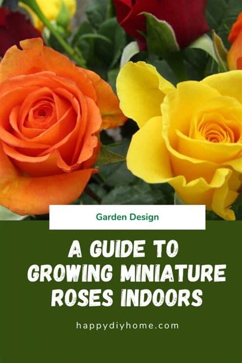 A Guide To Growing Miniature Roses Indoors Happy Diy Home