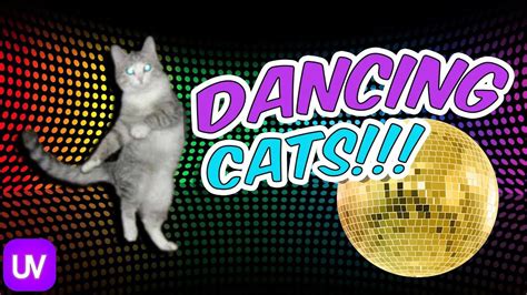 Funny Cats Dancing To Music 🔥 Cat Lovers Only 🔥 Dancing Cat Compilation Youtube