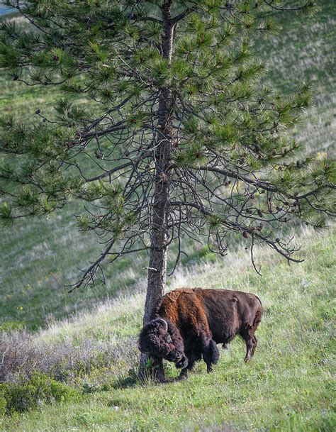 # 1 the big bull 20,2%. Big Bull Bison Rubbing Against a Tree Photograph by Jerry Voss