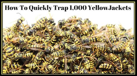 Yet common household pests such as rodents, cockroaches, stinkbugs, and spiders are all too good at getting inside of homes. How To Quickly Trap 1,000 YellowJackets In Just Hours ...