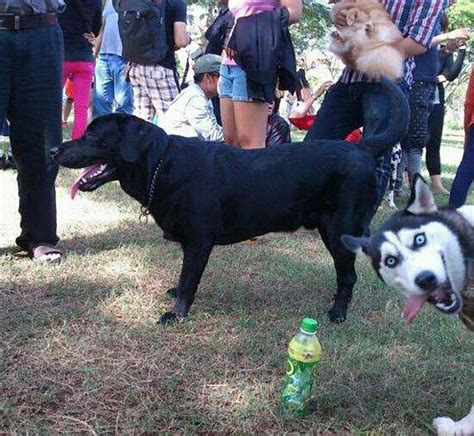 33 Animal Photobombs To Brighten Your Day The Poke