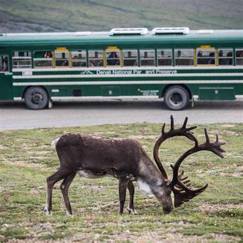Check spelling or type a new query. Operating Hours & Seasons - Denali National Park ...