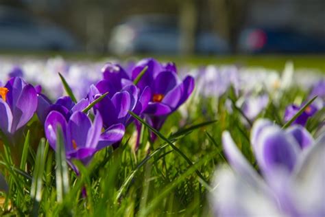 Spring Flower Crocuses Free Stock Photo Public Domain Pictures