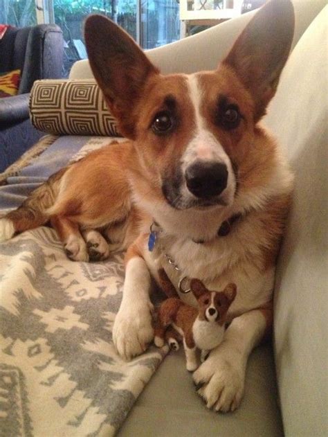 Check spelling or type a new query. Fiber Friday: HANK! | Corgi, Border collie corgi mix, Doggy