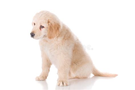 Sad Golden Retriever Puppy Looking Down Stock Photo Image Of Copy
