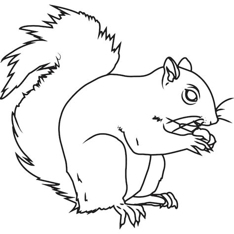 Premium Vector Hand Sketched Hand Drawn Squirrel Vector