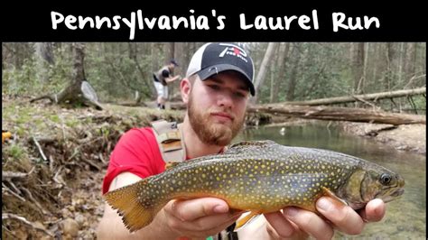 Trout Fishing Pennsylvanias Lauren Run Youtube