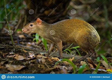 Central American Agouti Dasyprocta Punctata Brown Mammal Rodent From