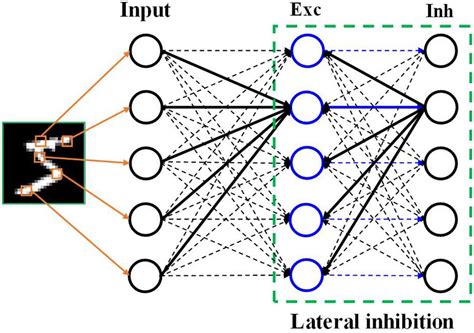 Frontiers Neural Coding In Spiking Neural Networks A Comparative