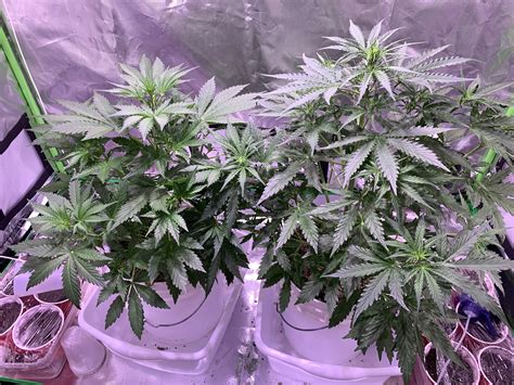 Seedstockers Big Bud Autoflower Grow Journal Week4 By Dc420 Growdiaries