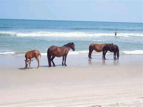 The Wild Horses On North Carolinas Outer Banks In Carolla Taken By Me
