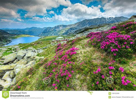 Rhododendron Flowers And Mountain Lake Royalty Free Stock